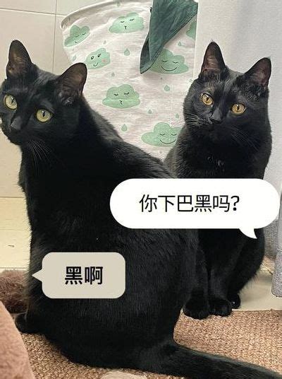 遇到黑猫|白天见到黑猫代表什么预兆 大晚上看见黑猫盯着你是什么预兆 碰。